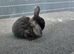 Male mini lop