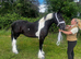 Chaps registered gelding