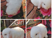 Baby mini lop