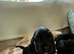 Show type cocker spaniels