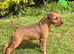 Red Lakeland now available for stud