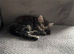 Make Mainecoon cross kitten