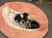 Beautiful imperial pure shih zue 2 year old blue skin girl