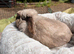 Mini lop female
