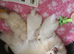 READY NOW Stunning KC teddy bear Pomeranian Puppies