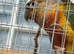 Two lovely conures