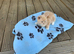 5 STUNNING RAGDOLLS