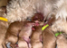 Exceptional F2 Miniature Cockapoo Puppies
