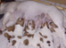 Jack Russell Terrier Puppies