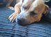 Staffy x