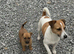 Jack Russell puppies