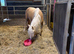 Beautiful welsh pony palomino filly two year old