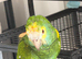 Amazon parrot