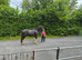 Shire for sale