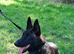 Dutch shepherd dog for sale