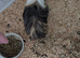 Male long coated 7 months