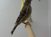 Canaries