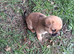 POM/PUG MALE PUPPY
