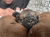 Beautiful Pomchi Puppies (Pomeranian x Chihuahua)