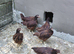 Rhode island red pullets