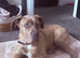 5 month old cane corso/mastiff boy for sale