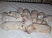 Poochon puppies