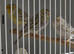 Canarys and green singing finch for sale in wast Midland