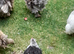 Young bantam chickens