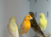 Canaries