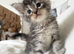 Silver tabby and Black Smoke Maine Coon kittens