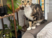 TWO FEMALE CATS NEED LOVING HOME/S