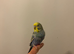 Budgie
