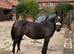 13h1 chunky cob x