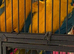 Pair of beautiful breeding macaws