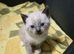 Colour Point Kittens