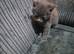 Fully grey kitten 8weeks old