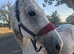 16.3hh TB GELDING FOR FULL LOAN