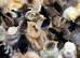 Pure breed day old chicks