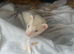 Pair of ferret kits