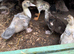 Ducks