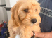Cocopoo puppies for sale