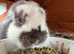 6 months mini lops