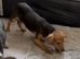 JACK RUSSELL PUPPIES