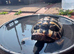 3 year old male tortoise & wooden cage