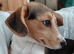 4 months beagle x Sheltie Collie MALE