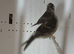 MEALY REDPOLL PAIR