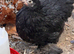 Pekin bantams for sale