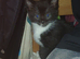 1 f tuxedo left