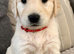 Golden retriever puppies