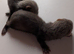 European polecat x polecat